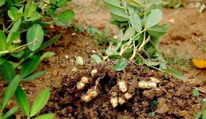 Посадка, выращивание и уход за арахисом на огороде и в горшке в домашних условиях