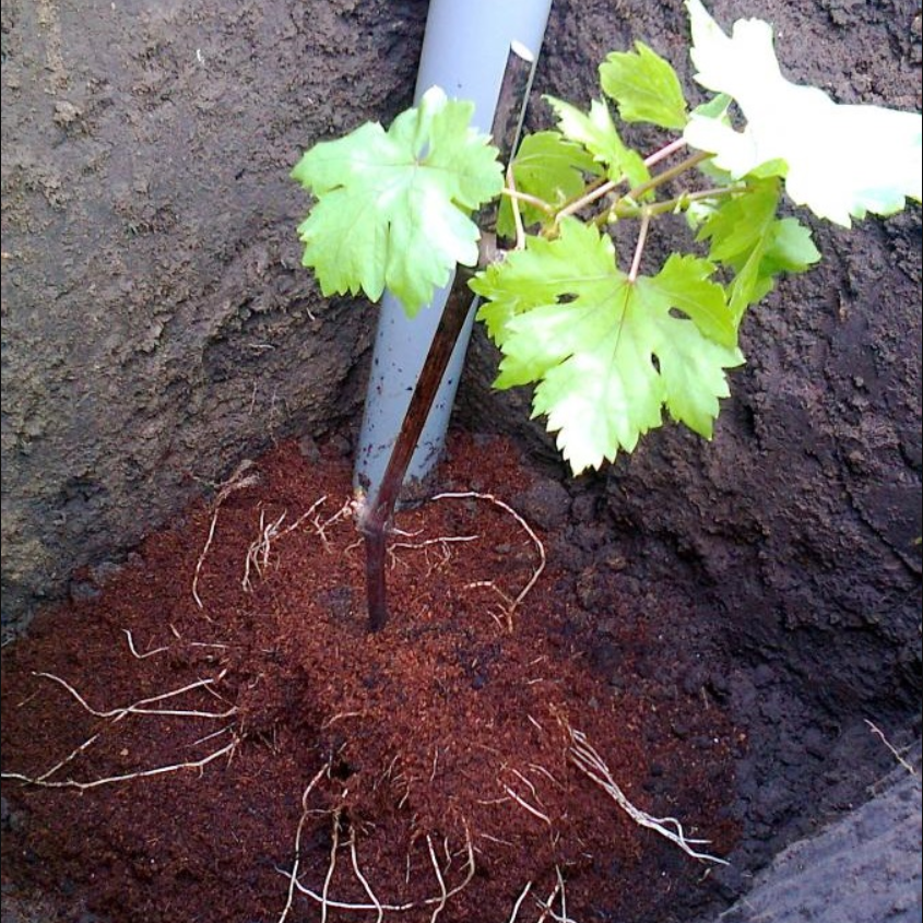 Как сохранить виноград до посадки