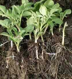 Как вырастить рассаду картофеля из клубней