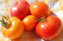 Почему не всходят семена томатов